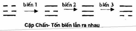 Cặp Chấn - Tốn