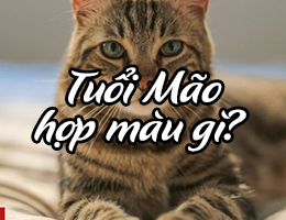 Tuổi Mão hợp màu gì & kỵ màu gì theo phong thủy?