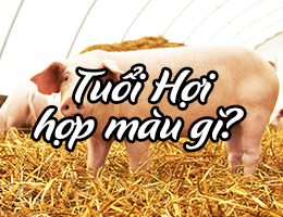 Tuổi Hợi hợp màu gì và kỵ màu gì theo phong thủy màu sắc?