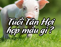 Nam nữ tuổi Tân Hợi hợp màu gì? Chọn màu xe, màu sơn nhà hợp tuổi