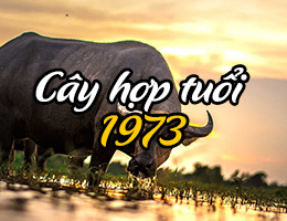 Tuổi Quý Sửu hợp cây gì? Tuổi 1973 kỵ với cây nào theo phong thủy?