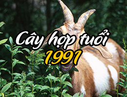 Sinh năm 1991 tuổi Tân Mùi hợp cây gì & kỵ cây gì?