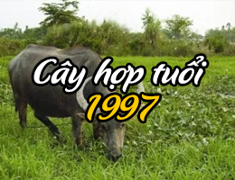 Sinh năm 1997 tuổi Đinh Sửu hợp cây gì và kỵ cây nào?