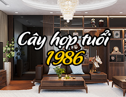 Tuổi Bính Dần 1986 hợp cây gì để trong nhà, bàn làm việc?