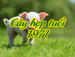 Tân Hợi sinh năm 1971 hợp cây gì và không nên trồng cây gì nhất?