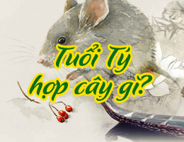 Tuổi Tý hợp cây gì theo phong thủy?