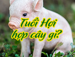 Tuổi Hợi hợp cây gì theo phong thủy?